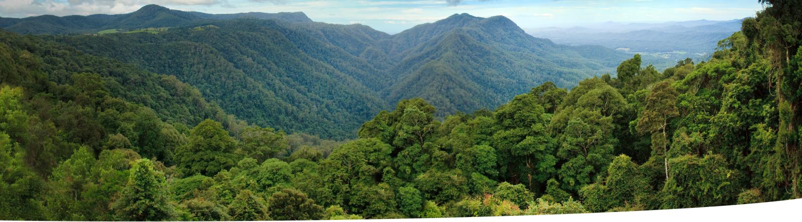 Panoramic view over a tropical rainforest.
