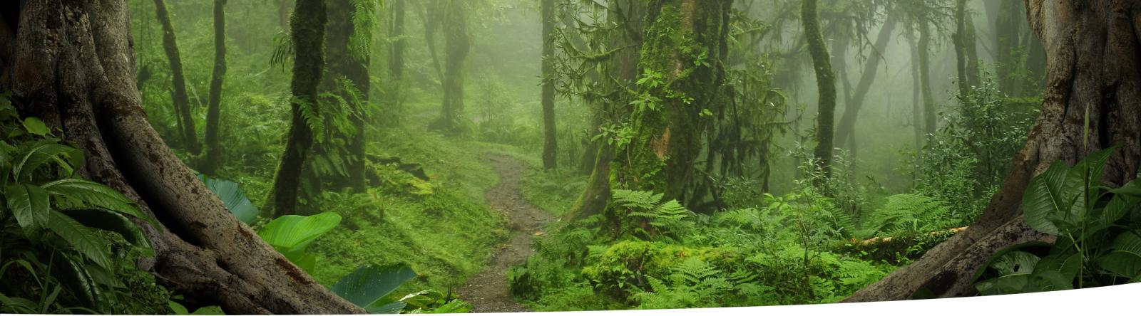Diverse forest with ferns in understorey.
