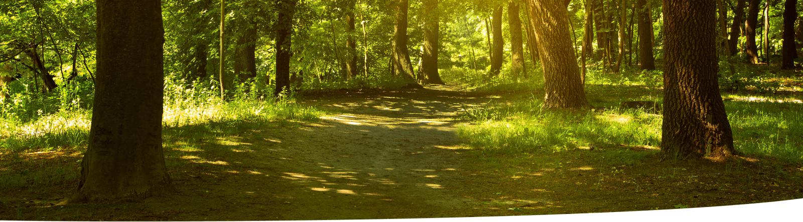 Path though an open forest with little ground vegetation.