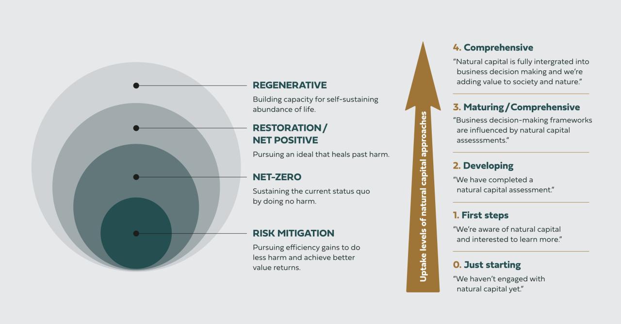 Regenerative model and uptake pathways
