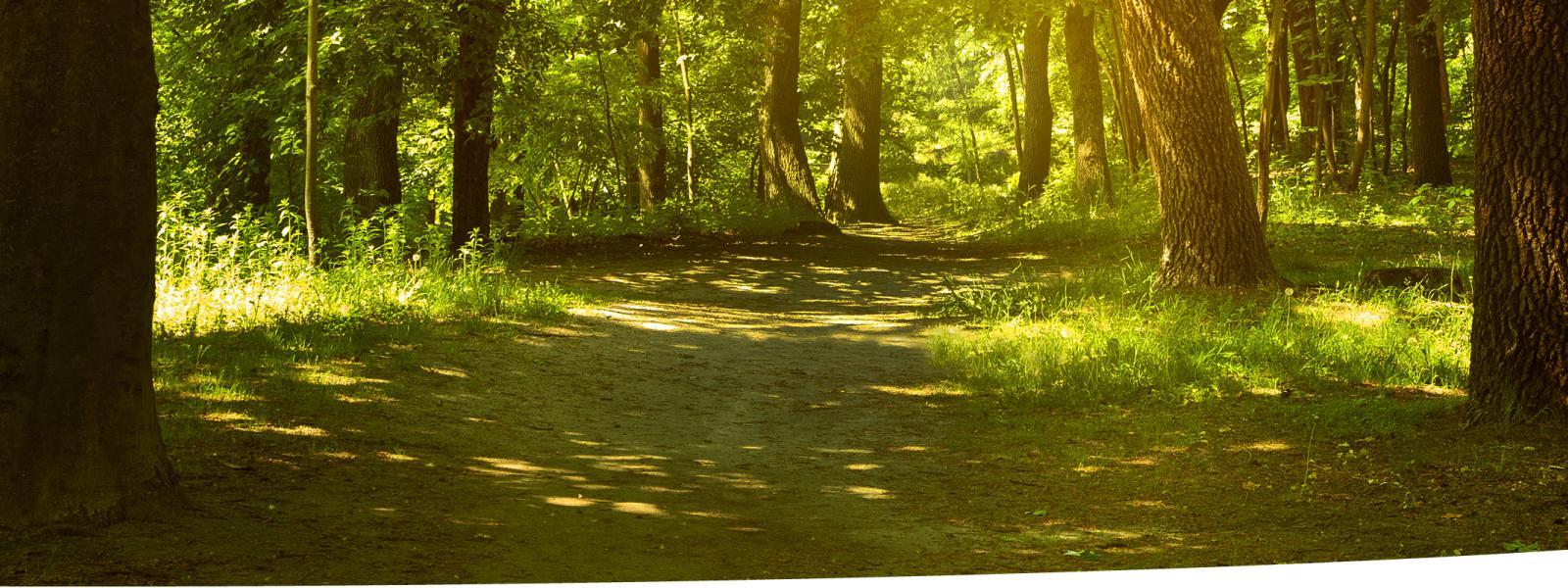 Path though an open forest with little ground vegetation.