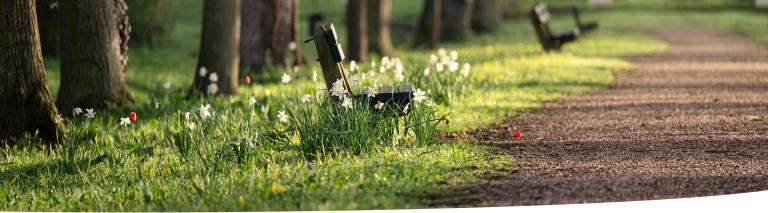 Benches beside a path through an urban park