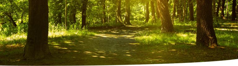 Path though an open forest with little ground vegetation.