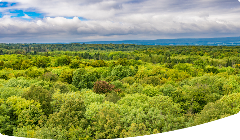 Aerial view over diverse forest.
