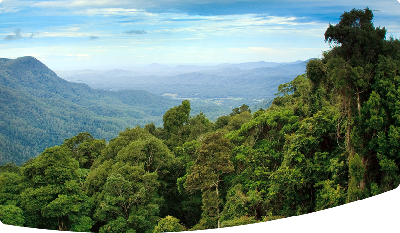 Panoramic view over a tropical rainforest.