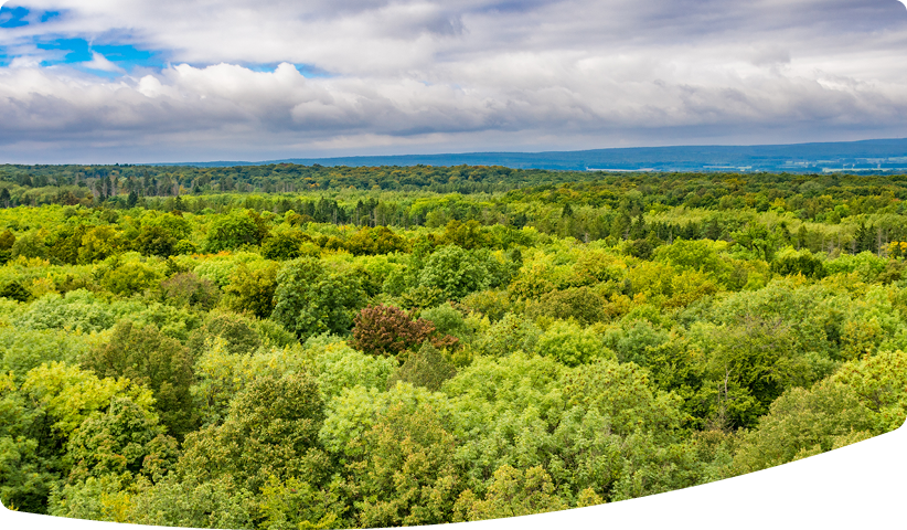 Aerial view over diverse forest.