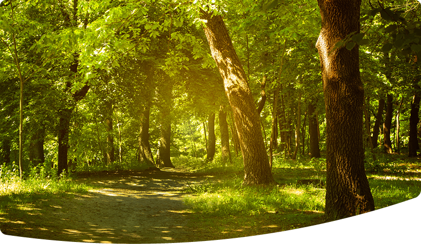 Open woodland with little ground vegetation